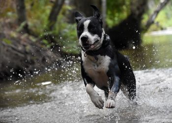 dog, happy, pet