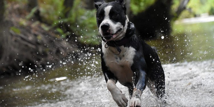 dog, happy, pet