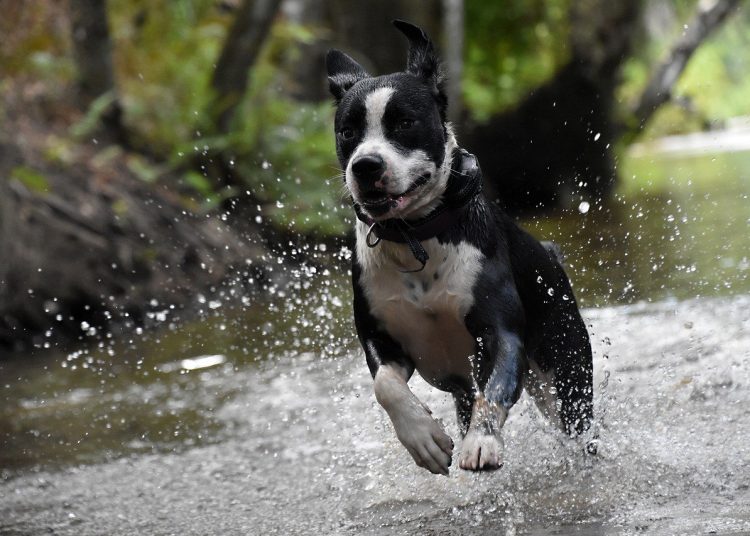 dog, happy, pet