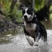 dog, happy, pet
