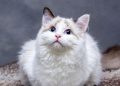 cats, pedigree cat, feline