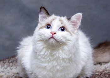 cats, pedigree cat, feline