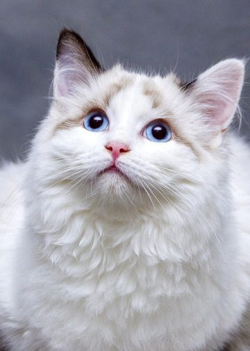 cats, pedigree cat, feline
