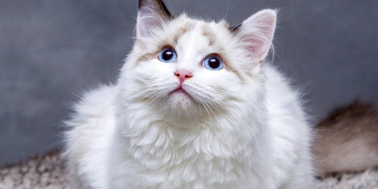 cats, pedigree cat, feline