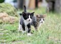 cats, kittens, pet