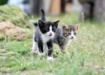 cats, kittens, pet