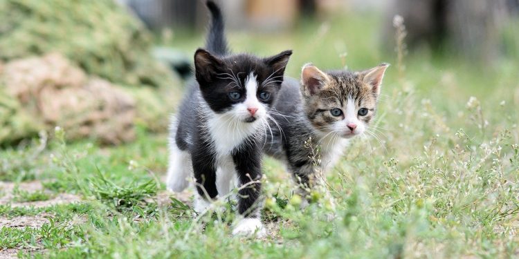 cats, kittens, pet