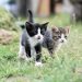 cats, kittens, pet