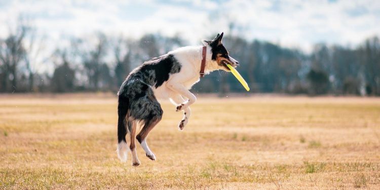 dog, fetch, disc