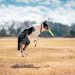 dog, fetch, disc