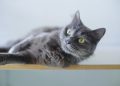 cat, grey cat, animal