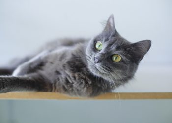 cat, grey cat, animal