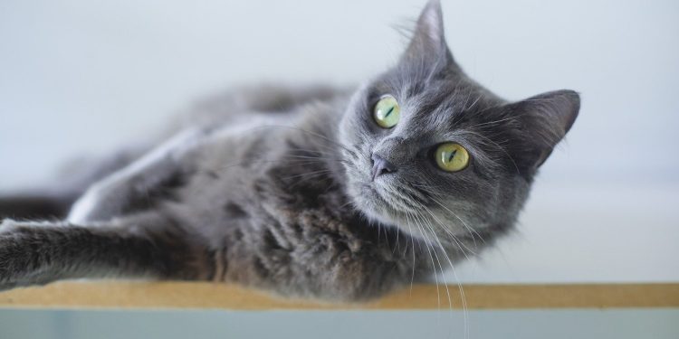 cat, grey cat, animal