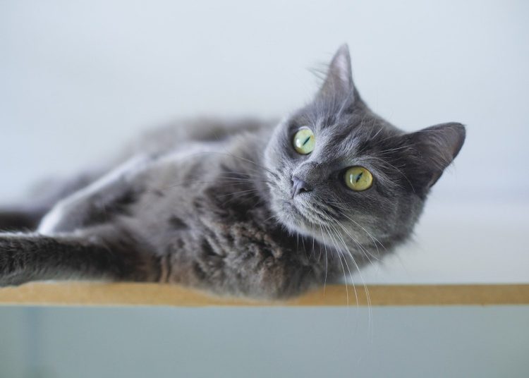 cat, grey cat, animal