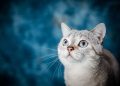 cat, pet, animal
