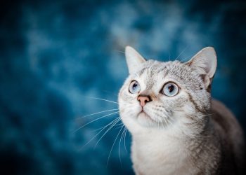 cat, pet, animal