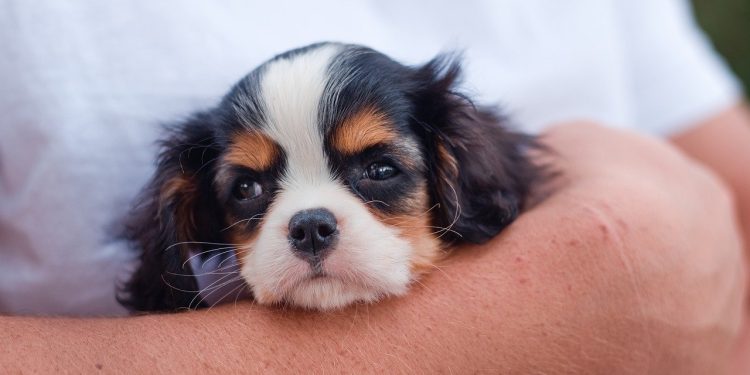 dog, puppy, cavalier king charles spaniel