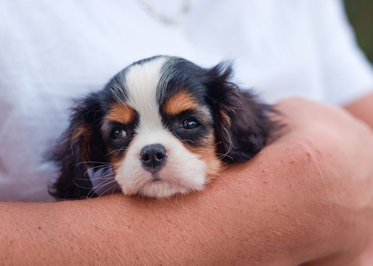 dog, puppy, cavalier king charles spaniel
