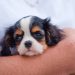 dog, puppy, cavalier king charles spaniel