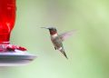 hummingbird, bird, animal