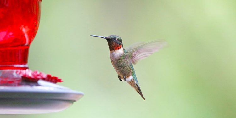 hummingbird, bird, animal