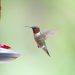hummingbird, bird, animal