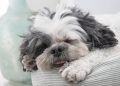 shih tzu, dog, pet