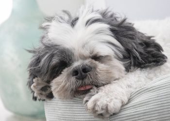 shih tzu, dog, pet