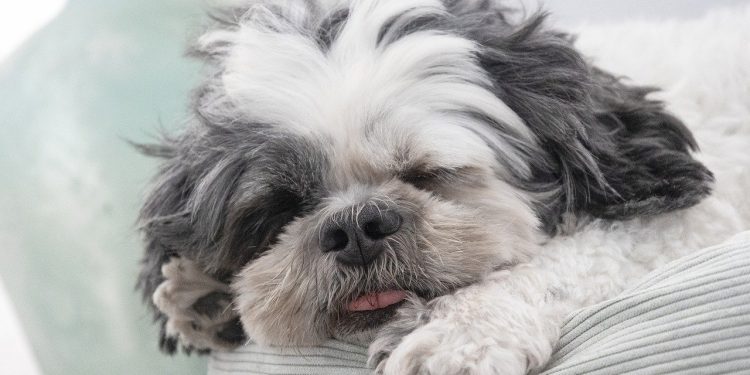 shih tzu, dog, pet