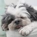 shih tzu, dog, pet