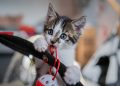 european shorthair, cat, kitten