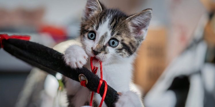 european shorthair, cat, kitten