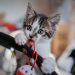 european shorthair, cat, kitten