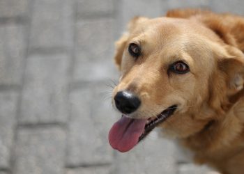 dog, animal, mammal