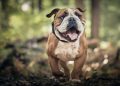 dog, bulldog, canine