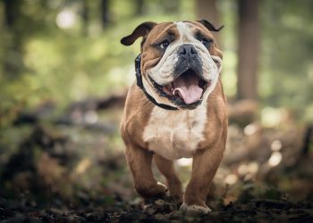 dog, bulldog, canine