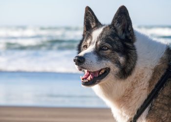 dog, beach, nature