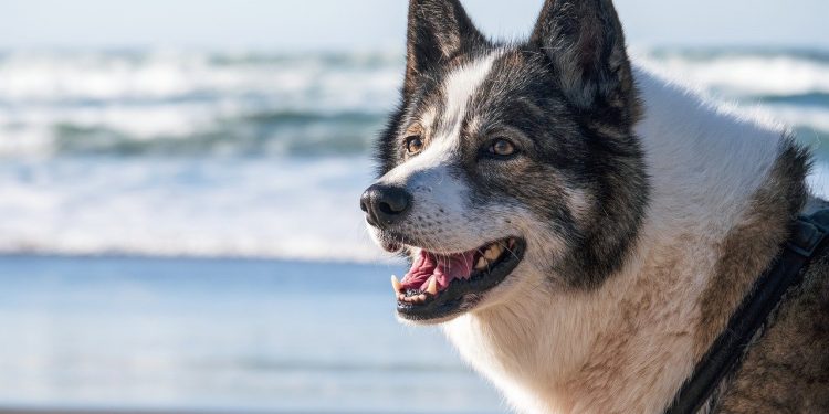 dog, beach, nature