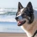 dog, beach, nature