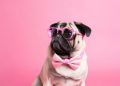 pug, dog, sunglasses