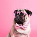 pug, dog, sunglasses