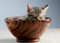 pet, cat, sleeping their palate