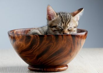 pet, cat, sleeping their palate