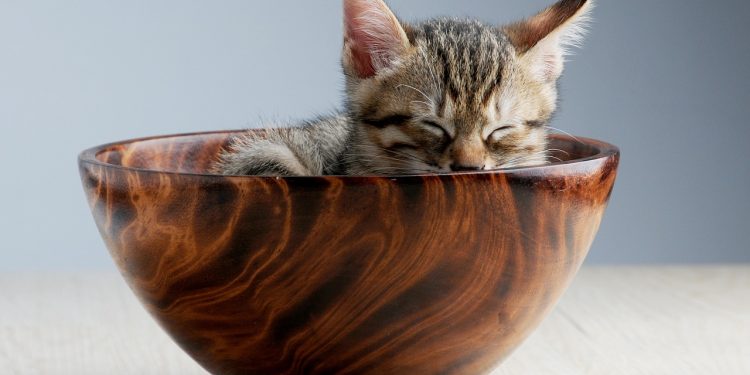 pet, cat, sleeping their palate