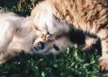 white dog and gray cat hugging each other on grass