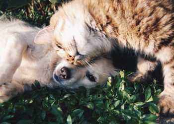 white dog and gray cat hugging each other on grass