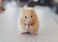 selective focus photography of brown hamster