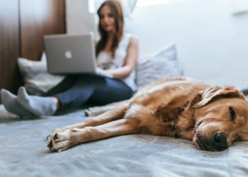 Golden Retriever lying on bed