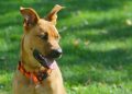 Pet Wellness: How to Prevent and Treat Parasites