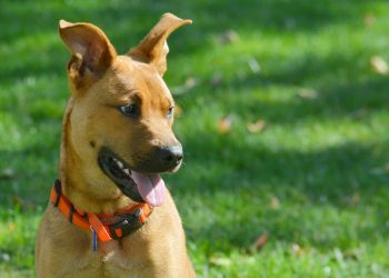 Pet Wellness: How to Prevent and Treat Parasites